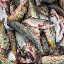 കട്‍ല / Asian carp / Catla (L)